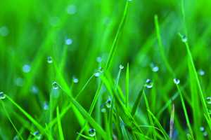 Natürliche Frische ohne Chemie