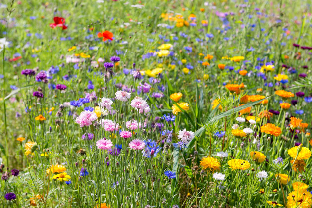 Bunte Vielfalt statt Einheitsrasen: Blumenwiesen schaffen neue Lebensräume für bedrohte Insektenarten.  Foto: djd/CUXIN DCM