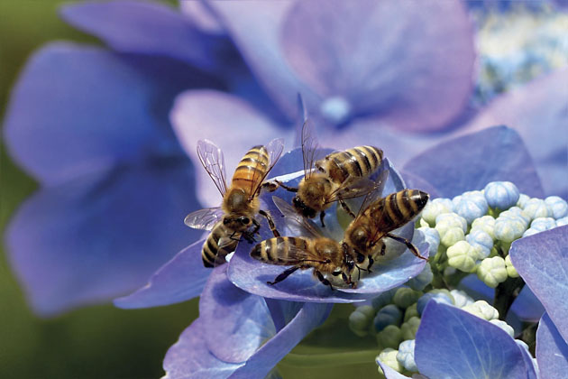 Bienenfreundliche Gärten: Wichtig für Mensch und Tier